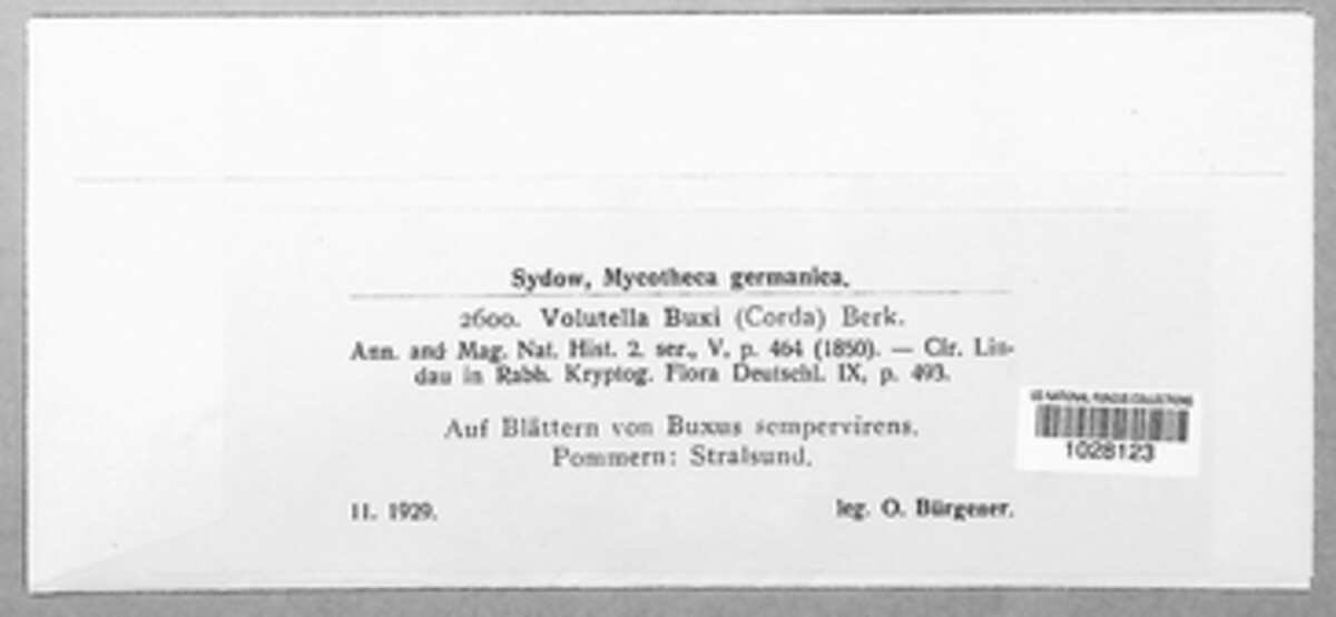 Pseudonectria buxi image